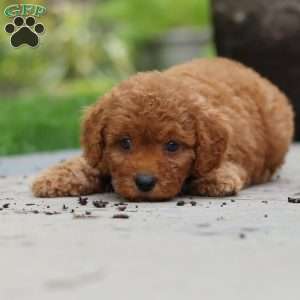 Tucker, Cavapoo Puppy